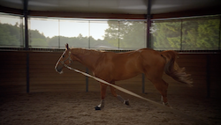 Carpe Diem Equestrian Stables
